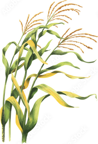 watercolor Corn Stalks Bending Breeze vector illustration isolated on white background