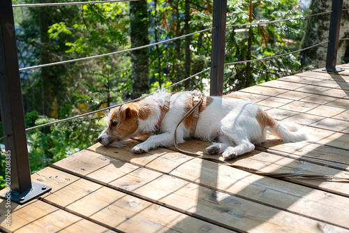 Jack Russell terrier puppy resting on wooden patio terrace.