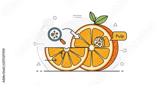 Orange Cutaway Anatomy Illustration: Pulp and Magnified Contents