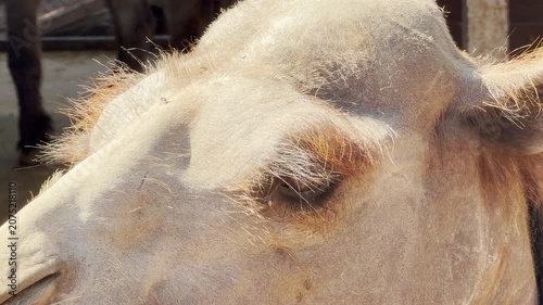 A calm camel rhythmically chews its food in the bright sunlight. The steady grinding of its jaw creates a wet, squelching sound against the distant hum of the zoo.
