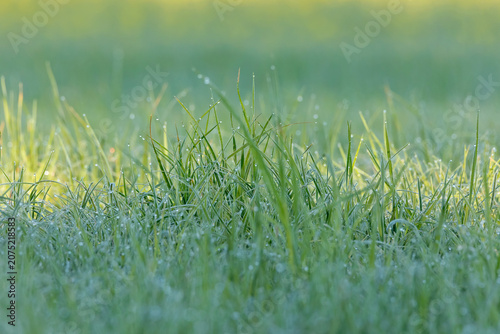 Close-up macro photography of vibrant green grass covered with shimmering morning dew drops. Beautiful natural background with soft, creamy bokeh and a fresh, clean atmosphere of a spring dawn. 