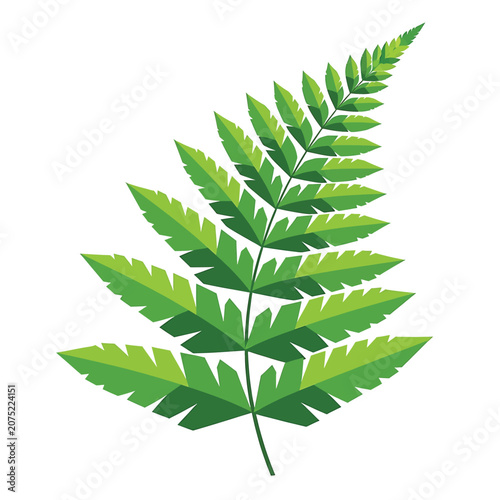 Fotografija Green Fern Leaf Closeup Illustration.