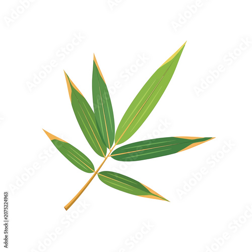 Εκτύπωση καμβά Green leaf with pointed tips plant.