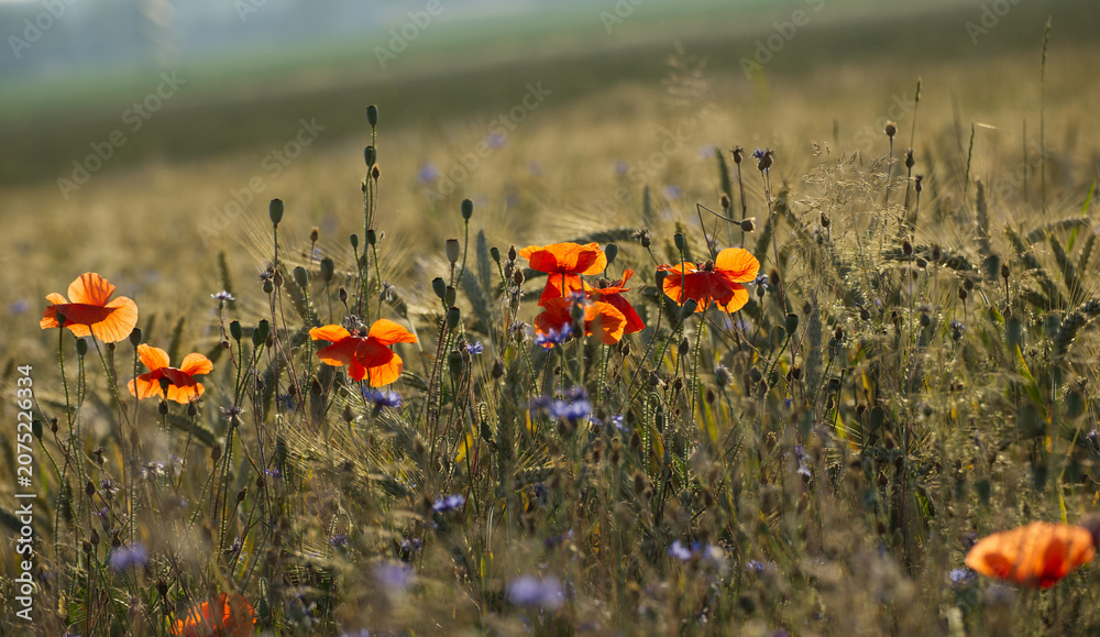 Fototapeta premium Leuchtend rote Mohnblumen und blaue Kornblumen auf einem Getreidefeld im warmen Sommerlicht