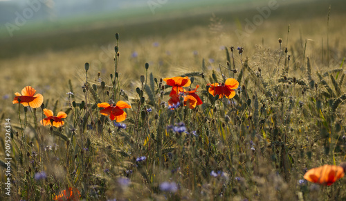 Leuchtend rote Mohnblumen und blaue Kornblumen auf einem Getreidefeld im warmen Sommerlicht