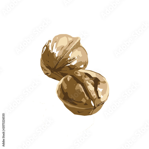 Two whole walnuts with shells, flat vector illustration