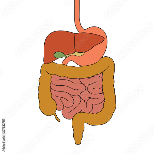 Flat vector illustration of human digestive system anatomy