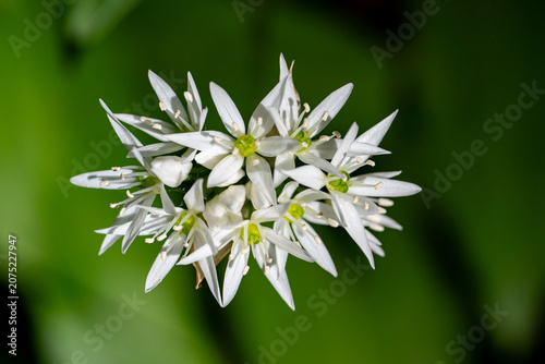 Ramson Allium ursinum blossoms in Swedish forest