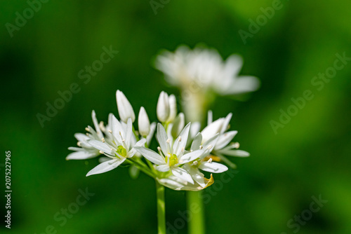 Ramson Allium ursinum blossoms in Swedish forest