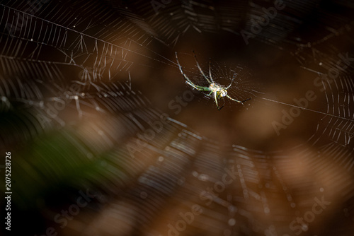 Fotografi Orchard Orbweaver