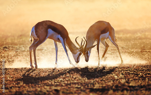 Fotografie Two male springbok antelopes fighting in the dust during a territorial dispute w