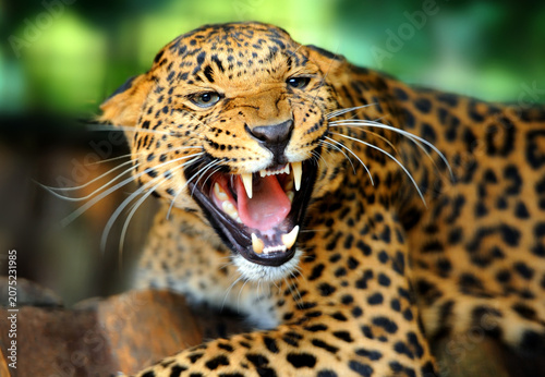 Close-up of an aggressive leopard showing sharp fangs and growling with predator wildlife portrait close-up