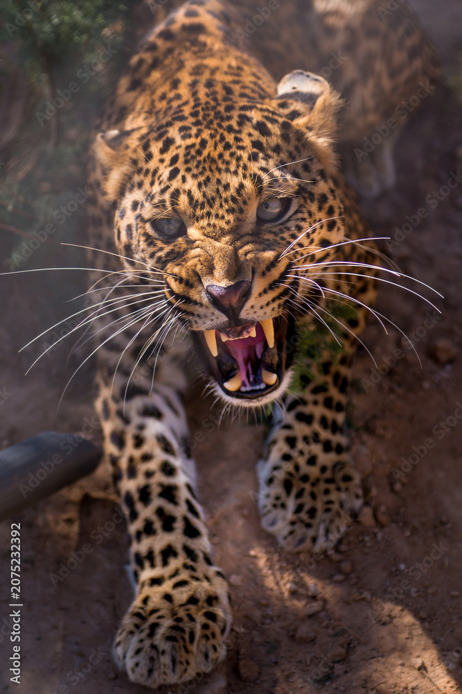 Fototapeta premium Aggressive leopard growling with mouth open showing sharp teeth big cat aggressive predator wildlife