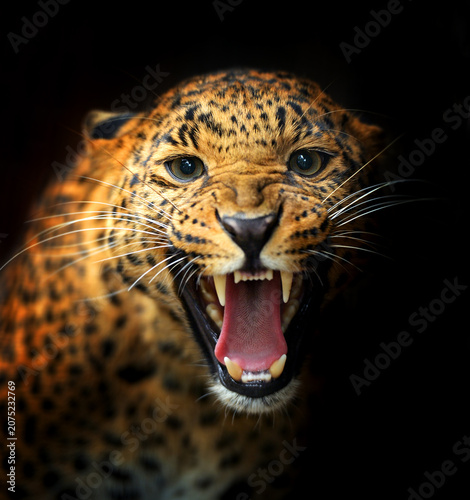 Photos Close up portrait of a growling leopard showing sharp teeth with predator wildli