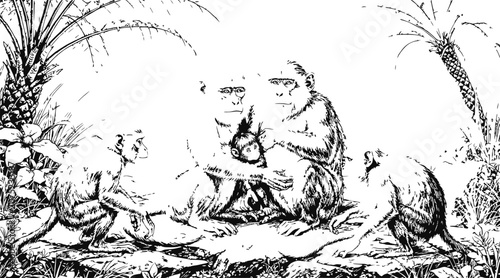 monkeys sitting on ground, tropical plants