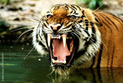 Aggressive tiger roaring in water with mouth wide open big cat predator wildlife aggressive ferocious