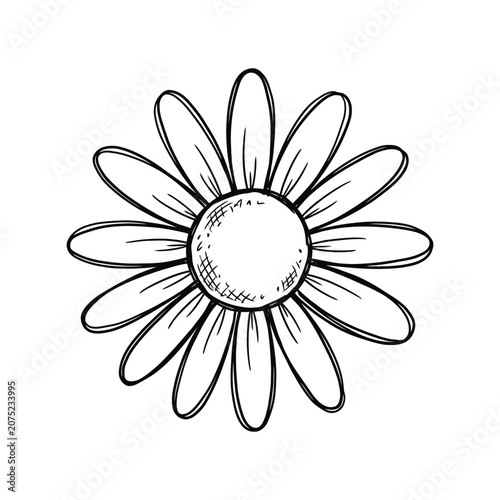 Hand Drawn Daisy Flower Clipart Black and White Line Art Illustration