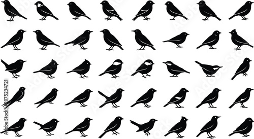 Tableau sur toile Diverse collection of small songbird silhouettes featuring various postures perc