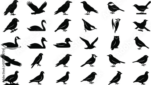 Bild auf Leinwand Diverse set of common land and water bird silhouettes, isolated black and white
