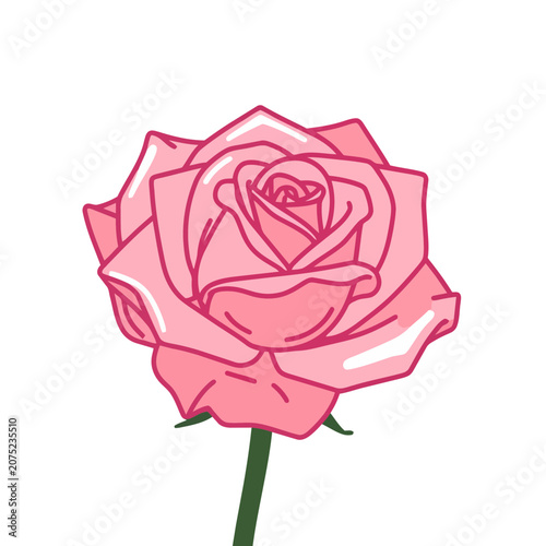 Pink rose flower vector illustration