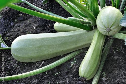 Εκτύπωση καμβά organically cultivated vegetable vegetable marrow in the vegetable garden, diffe