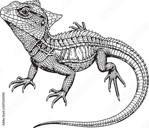 Obraz na plátně Detailed a spiny lizard with scales and a curved tail against a white background
