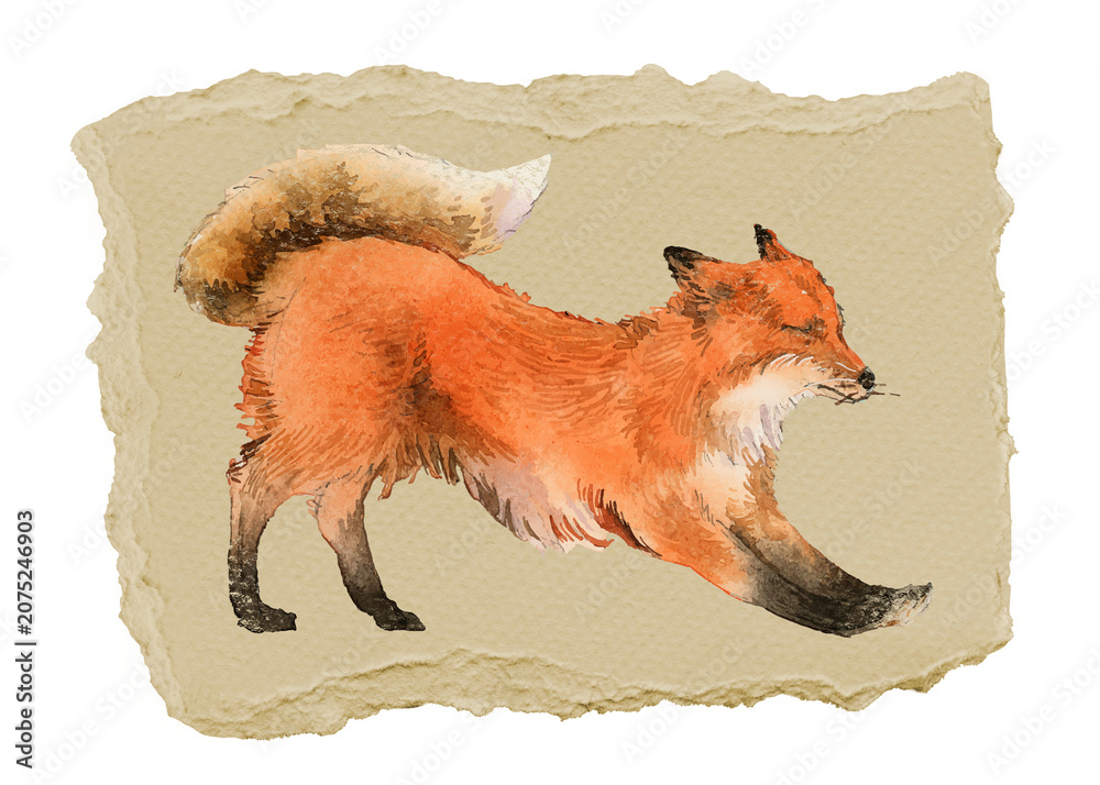 Obraz premium Stretching fox png sticker, ripped paper, transparent background