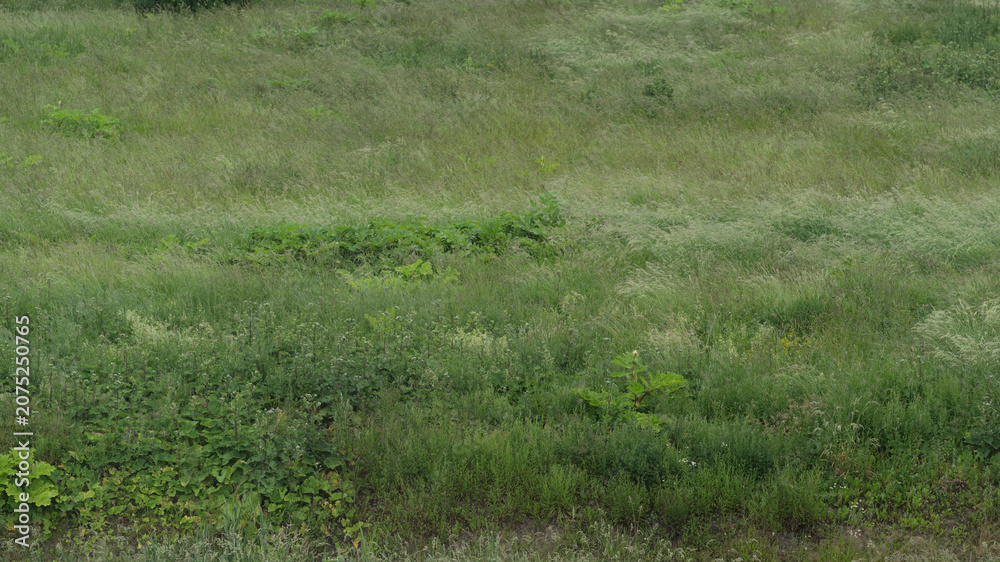 Obraz premium wild green grass field photo