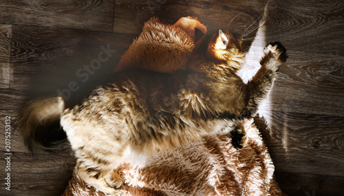 Bild auf Leinwand Close-up portrait of cute, beige cat lounging on fluffy floor