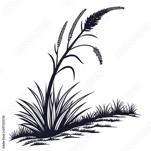 xanthorrhoea preissii silhouette flower