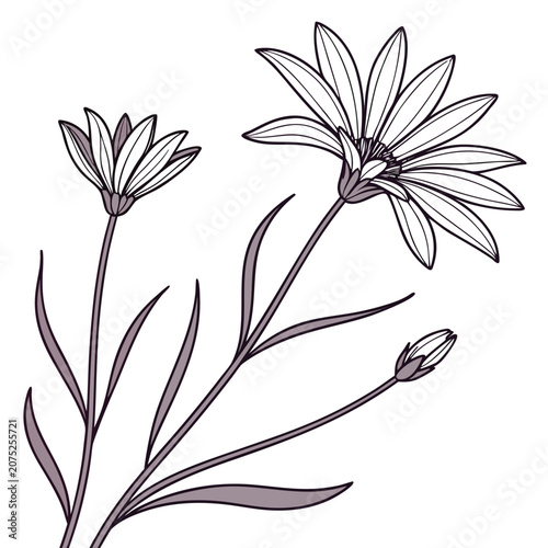 xeranthemum cylindraceum line art vector