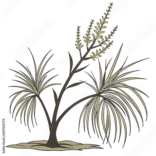 xanthorrhoea preissii