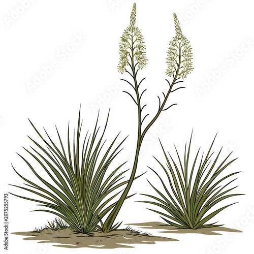 xanthorrhoea preissii on white background
