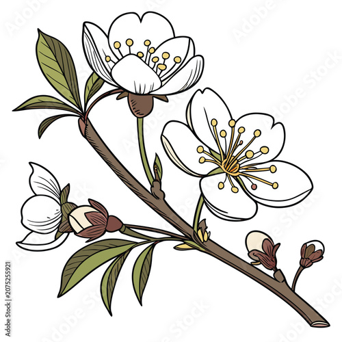 xanthoceras sorbifolium on white background