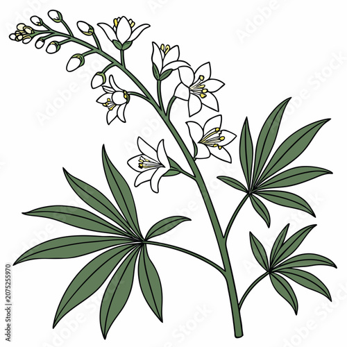 minimal vector of xanthoceras sorbifolium 