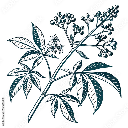 xanthoceras sorbifolium lie art design flower