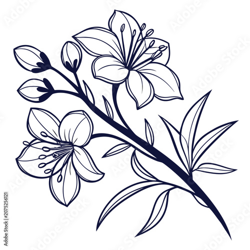 xanthoceras sorbifolium