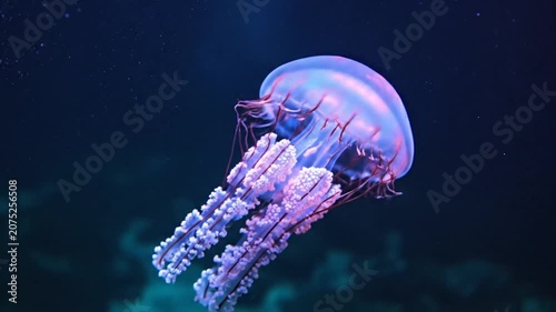 Bioluminescent pink jellyfish swimming in dark blue deep ocean