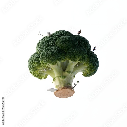 Fresh green broccoli vegetable isolated on white background with natural texture and organic healthy food concept