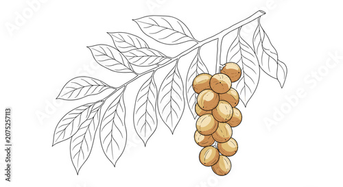 Hand drawn illustration of a cluster of ripe langsat fruits on a branch with leaves.