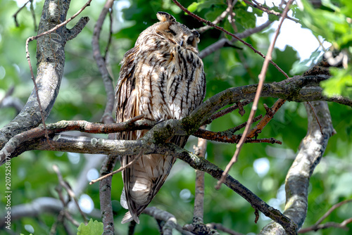 owl on branch