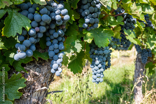 Large bunche of red wine grapes in summer vineyard.