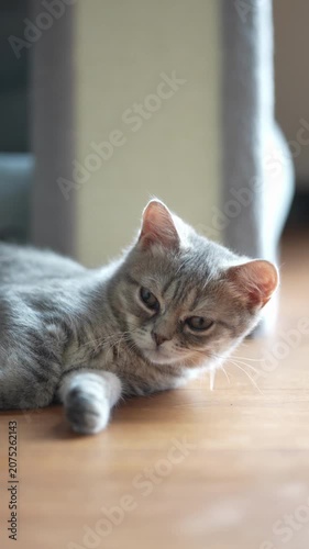 Soft gray cat rests on wooden floor. Eyes half-closed, paws curled near body. Still, calm, and content. Perfect for cozy home or quiet moments. Tired feline shows peaceful surrender