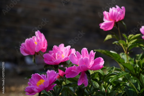 Real Shooting of Rose Red Single-petalled Peony Garden Flowers in Spring