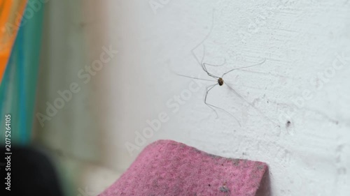 Intricate harvestman spider with a long-legged spider on textured white wall. Delicate arachnids amidst household surroundings and soft lighting