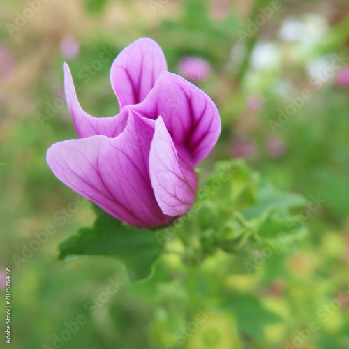 日本で初夏にゼニアオイがピンク色の花を咲かせています