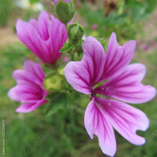 日本で初夏にゼニアオイがピンク色の花を咲かせています