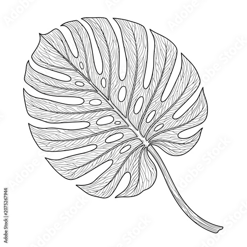 Obraz na plátne Detailed black and white line drawing of a Monstera Deliciosa leaf with its characteristic holes and splits