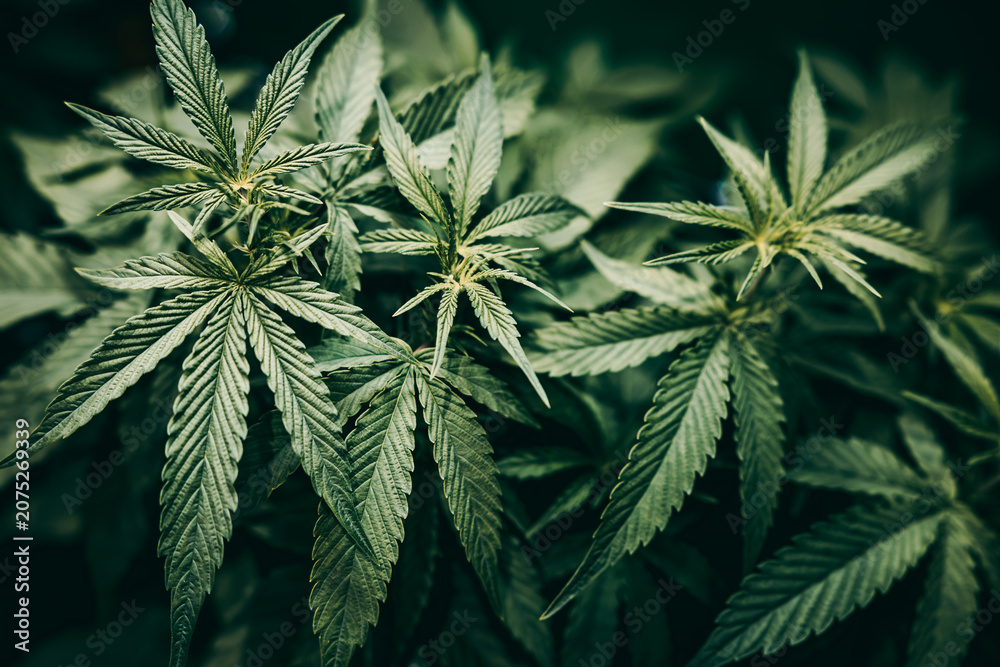Fototapeta premium Cannabis Sativa or Cannabis Indica green hemp plant leaf for advertising banner background