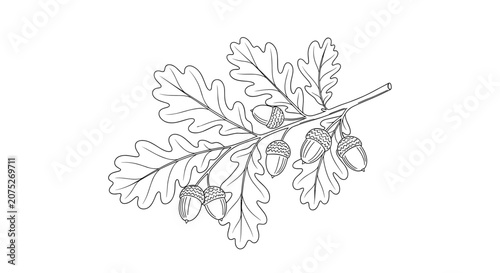 Oak leaf with acorns branch.